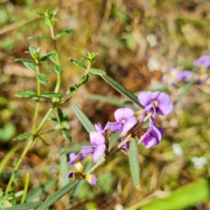 Hovea heterophylla at Isaacs, ACT - 24 Aug 2022