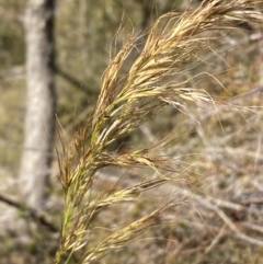 Austrostipa (genus) (A Corkscrew Grass) at Tennent, ACT - 24 Aug 2022 by SteveBorkowskis