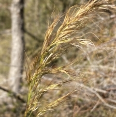 Austrostipa sp. (A Corkscrew Grass) at Namadgi National Park - 24 Aug 2022 by Steve_Bok