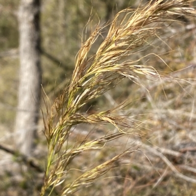 Austrostipa (genus) (A Corkscrew Grass) at Tennent, ACT - 24 Aug 2022 by SteveBorkowskis