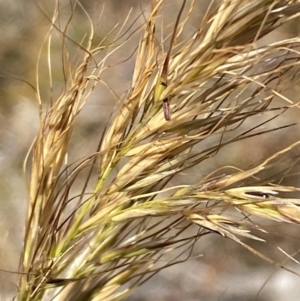 Austrostipa sp. at Tennent, ACT - 24 Aug 2022 01:22 PM