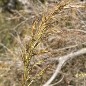 Austrostipa sp. at Tennent, ACT - 24 Aug 2022 01:22 PM