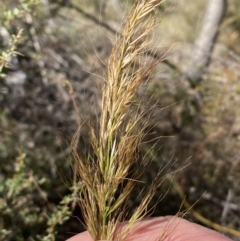 Austrostipa sp. at Tennent, ACT - 24 Aug 2022 01:22 PM