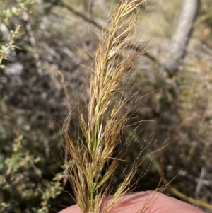 Austrostipa sp. at Tennent, ACT - 24 Aug 2022