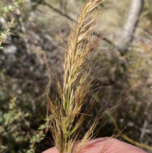 Austrostipa sp. at Tennent, ACT - 24 Aug 2022 01:22 PM