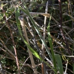 Austrostipa sp. at Tennent, ACT - 24 Aug 2022 01:22 PM