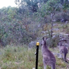 Macropus giganteus (Eastern Grey Kangaroo) at Kambah, ACT - 27 Mar 2022 by MountTaylorParkcareGroup