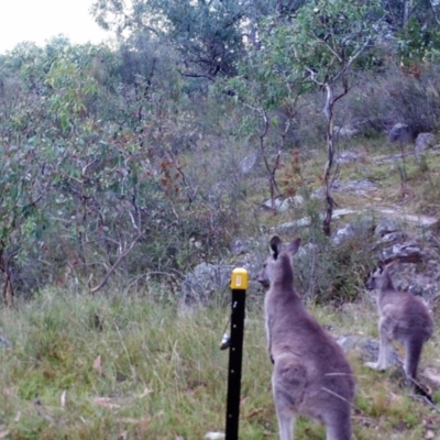 Macropus giganteus (Eastern Grey Kangaroo) at Kambah, ACT - 26 Mar 2022 by MountTaylorParkcareGroup