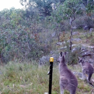 Macropus giganteus at Kambah, ACT - 27 Mar 2022 07:19 AM