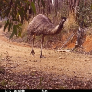 Dromaius novaehollandiae at Paddys River, ACT - 13 Jul 2022