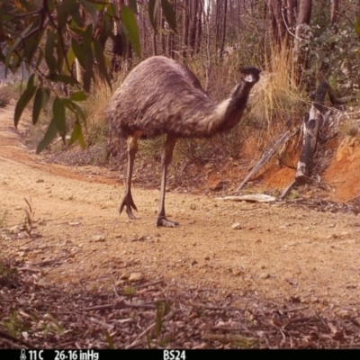 Dromaius novaehollandiae (Emu) at Paddys River, ACT - 13 Jul 2022 by Westy