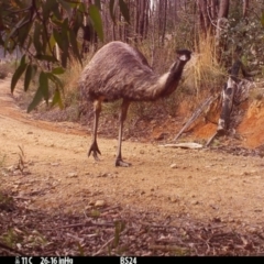 Dromaius novaehollandiae (Emu) at Paddys River, ACT - 13 Jul 2022 by Westy