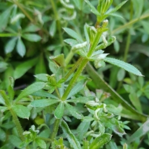 Galium aparine at Paddys River, ACT - 24 Aug 2022 11:41 AM