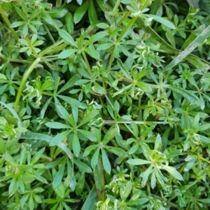 Galium aparine at Paddys River, ACT - 24 Aug 2022