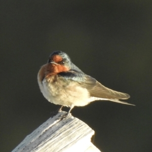 Hirundo neoxena at Oak Beach, QLD - 18 Aug 2022