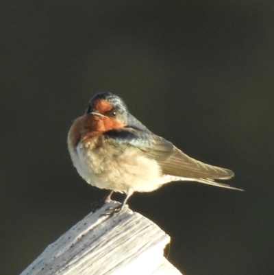 Hirundo neoxena (Welcome Swallow) at Oak Beach, QLD - 17 Aug 2022 by GlossyGal