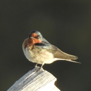 Hirundo neoxena (Welcome Swallow) at Oak Beach, QLD by GlossyGal