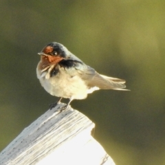 Hirundo neoxena at Oak Beach, QLD - 18 Aug 2022