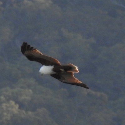 Haliastur indus (Brahminy Kite) at Oak Beach, QLD - 22 Aug 2022 by GlossyGal