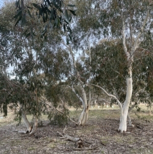 Eucalyptus pauciflora subsp. pauciflora at Aranda, ACT - 24 Aug 2022
