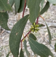 Eucalyptus pauciflora subsp. pauciflora at Aranda, ACT - 24 Aug 2022