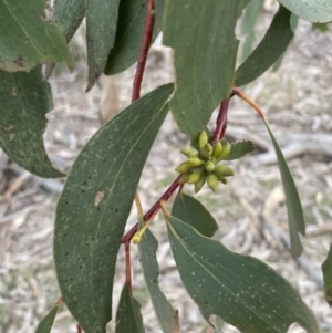 Eucalyptus pauciflora subsp. pauciflora at Molonglo Valley, ACT - 24 Aug 2022