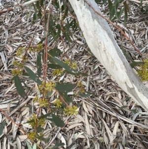 Eucalyptus pauciflora subsp. pauciflora at Molonglo Valley, ACT - 24 Aug 2022