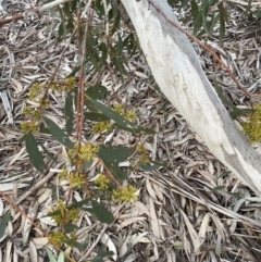 Eucalyptus pauciflora subsp. pauciflora at Molonglo Valley, ACT - 24 Aug 2022