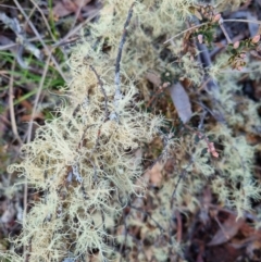 Usnea sp. (Bearded lichen) at Bungendore, NSW - 22 Aug 2022 by clarehoneydove