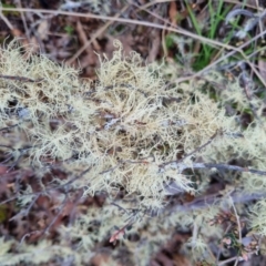 Usnea sp. (genus) at Bungendore, NSW - 22 Aug 2022