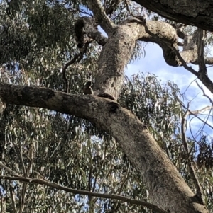 Callocephalon fimbriatum at Springrange, NSW - 21 Aug 2022