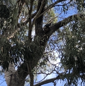 Callocephalon fimbriatum at Springrange, NSW - 21 Aug 2022