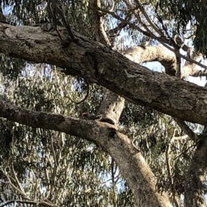 Callocephalon fimbriatum at Springrange, NSW - 21 Aug 2022