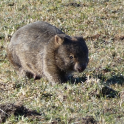 Vombatus ursinus (Common wombat, Bare-nosed Wombat) at Paddys River, ACT - 24 Aug 2022 by Steve_Bok