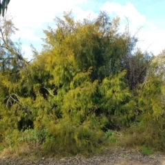 Exocarpos cupressiformis (Cherry Ballart) at Tralee, NSW - 24 Aug 2022 by RomanSoroka