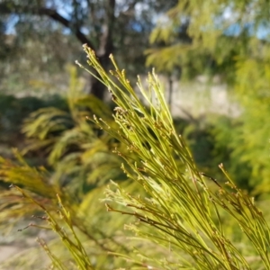 Exocarpos cupressiformis at Tralee, NSW - 24 Aug 2022