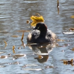 Tachybaptus novaehollandiae (Australasian Grebe) at Paddys River, ACT - 24 Aug 2022 by SteveBorkowskis