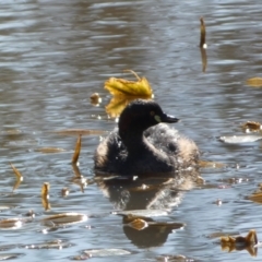 Tachybaptus novaehollandiae at Paddys River, ACT - 24 Aug 2022