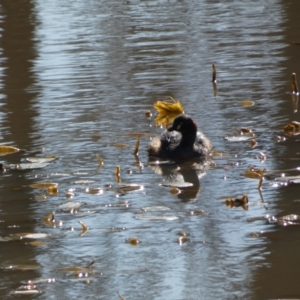 Tachybaptus novaehollandiae at Paddys River, ACT - 24 Aug 2022