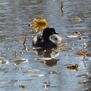 Tachybaptus novaehollandiae at Paddys River, ACT - 24 Aug 2022