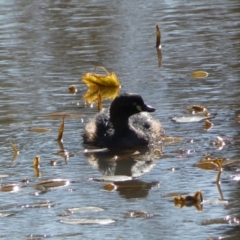 Tachybaptus novaehollandiae at Paddys River, ACT - 24 Aug 2022