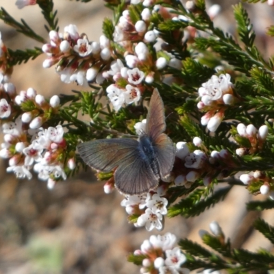 Erina acasta (Blotched Dusky-blue) at Tennent, ACT - 24 Aug 2022 by Steve_Bok