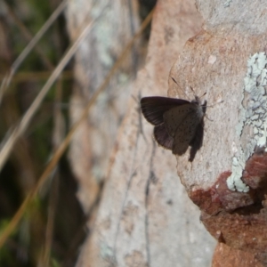 Erina acasta at Tennent, ACT - 24 Aug 2022