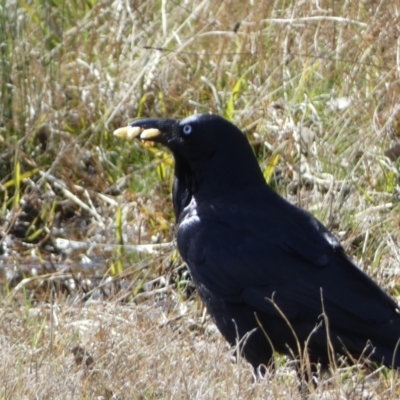 Corvus coronoides (Australian Raven) at Paddys River, ACT - 24 Aug 2022 by SteveBorkowskis