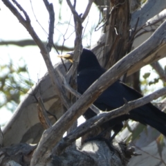 Corvus coronoides at Paddys River, ACT - 24 Aug 2022