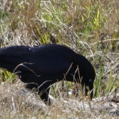 Corvus coronoides at Paddys River, ACT - 24 Aug 2022 03:02 PM