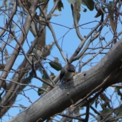 Daphoenositta chrysoptera (Varied Sittella) at Paddys River, ACT - 24 Aug 2022 by SteveBorkowskis