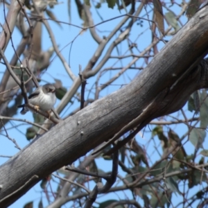 Daphoenositta chrysoptera at Paddys River, ACT - 24 Aug 2022 03:05 PM