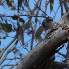 Daphoenositta chrysoptera at Paddys River, ACT - 24 Aug 2022 03:05 PM