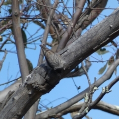 Daphoenositta chrysoptera at Paddys River, ACT - 24 Aug 2022 03:05 PM